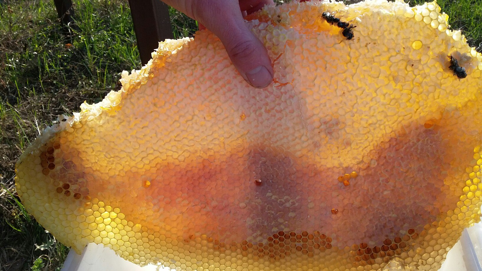 Мёд колодный в медовых "языках"