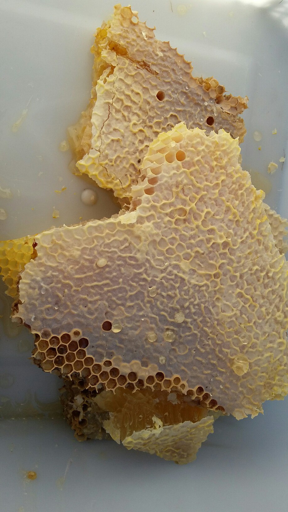 Мёд колодный перезимовавший в колодах