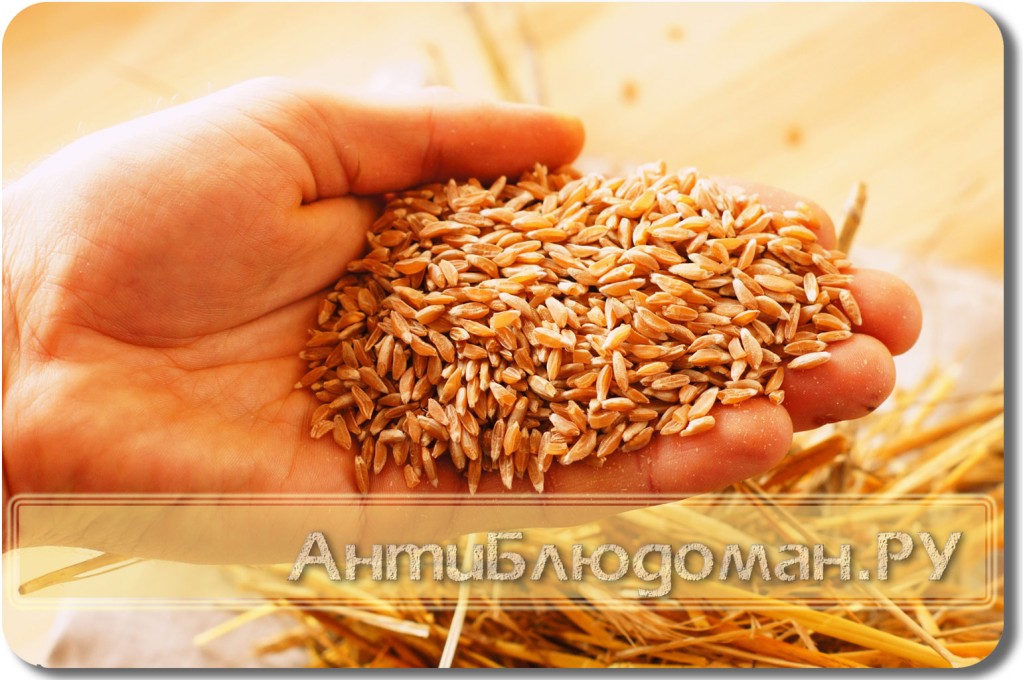 Полба (первородная пшеница)